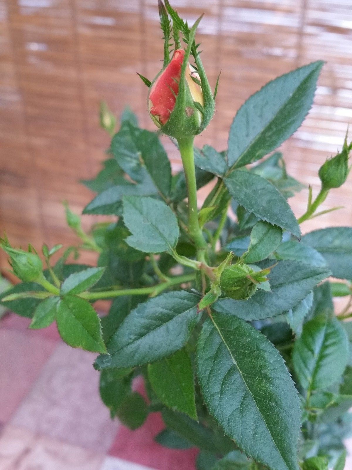 Miniature Rose Live Plants