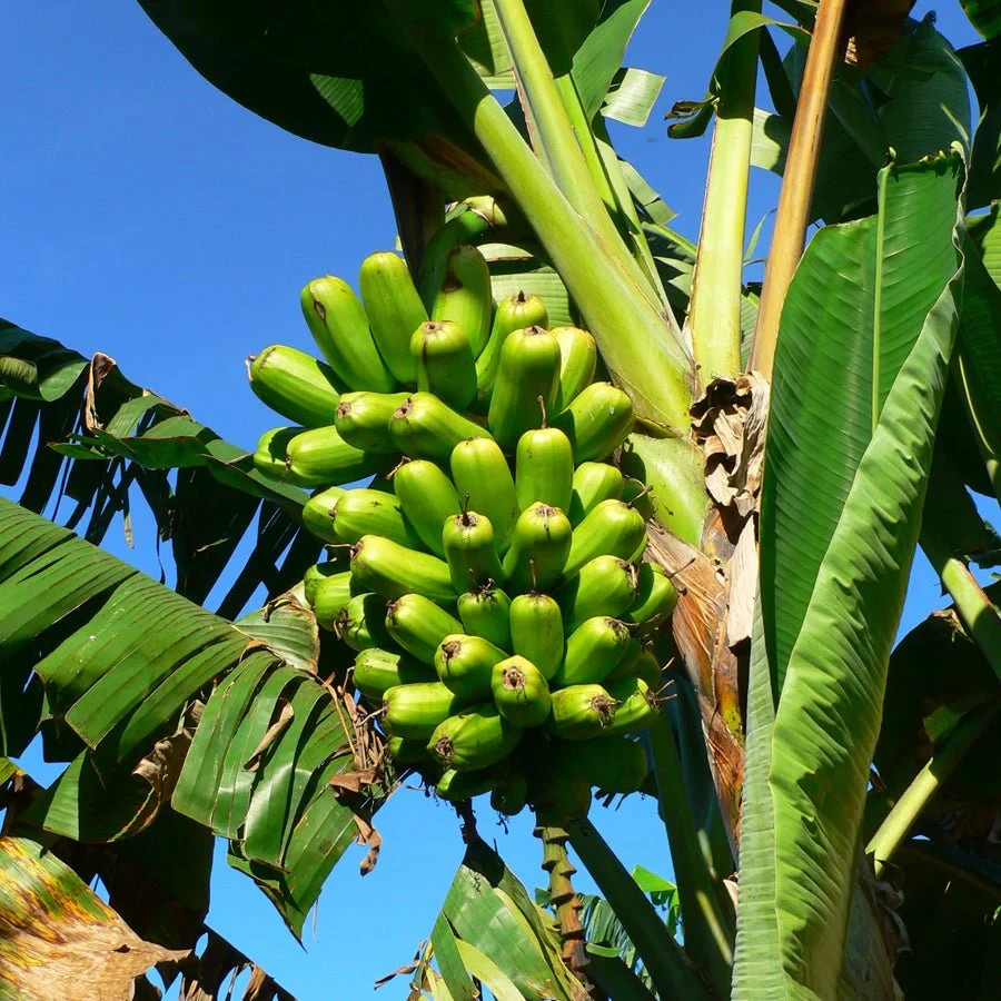 Red Trunk Papoulu Tongan Banana -1 TC Plant Plug Tree-3-6 inches-Edible Fruit!!!