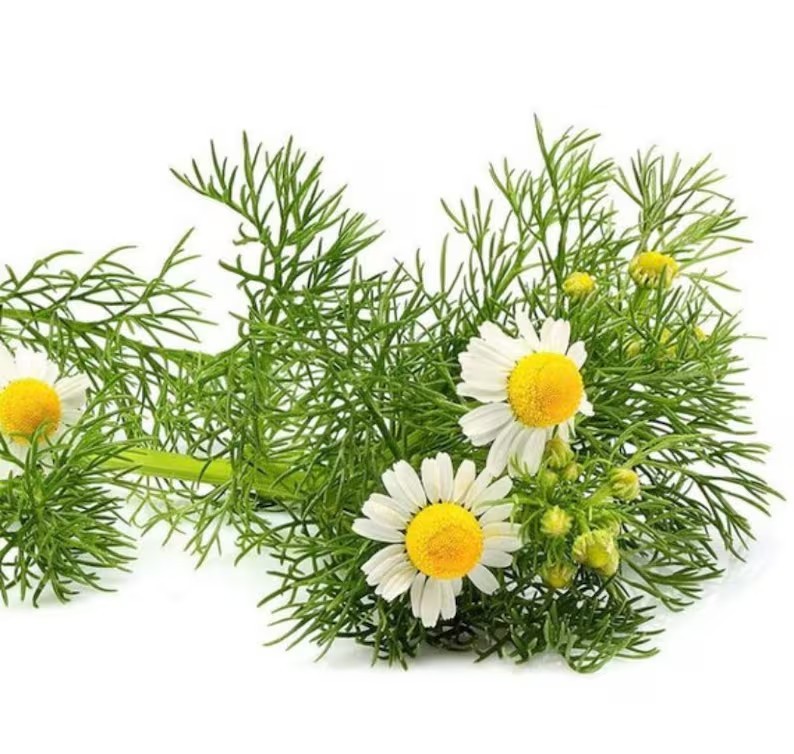 German Chamomile Tea Mayweed Plant 6 Rooted Healthy Starter Seedling Non-GMO