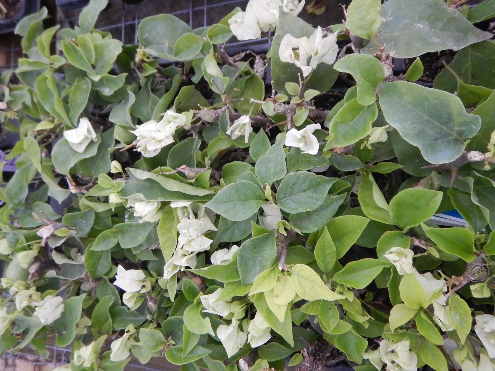 Well Rooted **VERA WHITE** Live Bougainvillea starter/plug plant*USA SELLER*