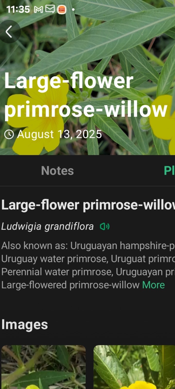 Aquatic plant produce yellow blooms/bog plants/water primrose