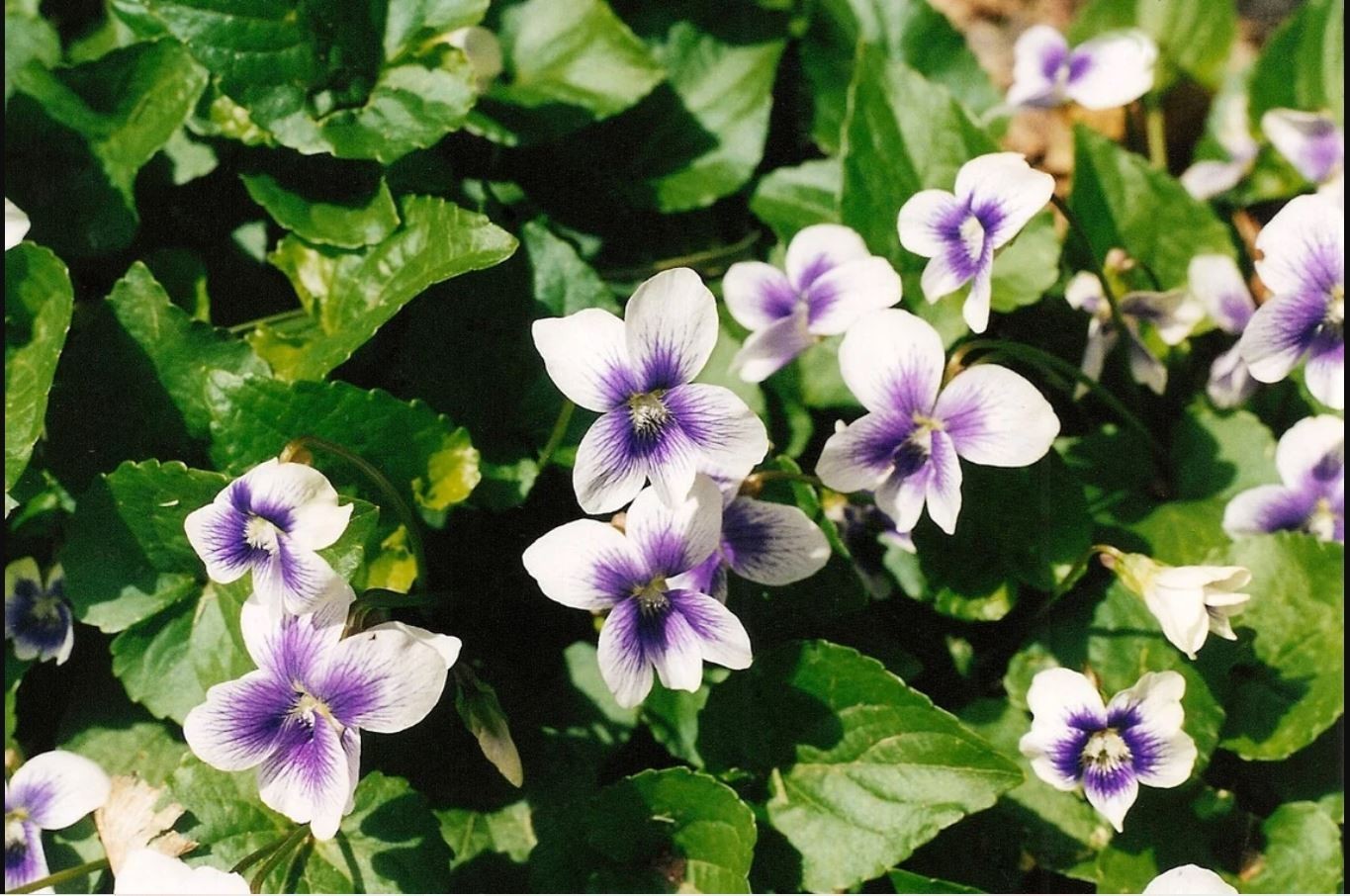 Flash Sale 20x Wild Violet Plants: Mixed Purple White Perennial Bare Root live
