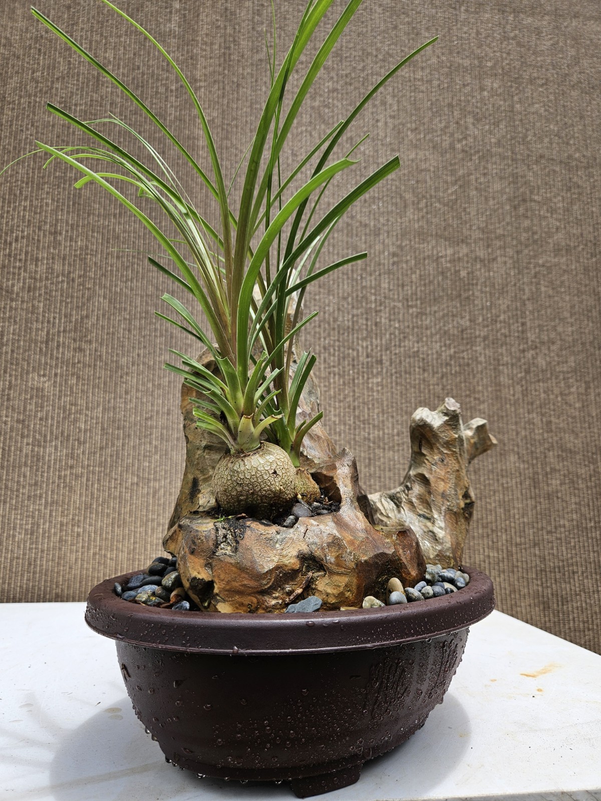 Ponytail Palm Bonsai Tree,,,, sale
