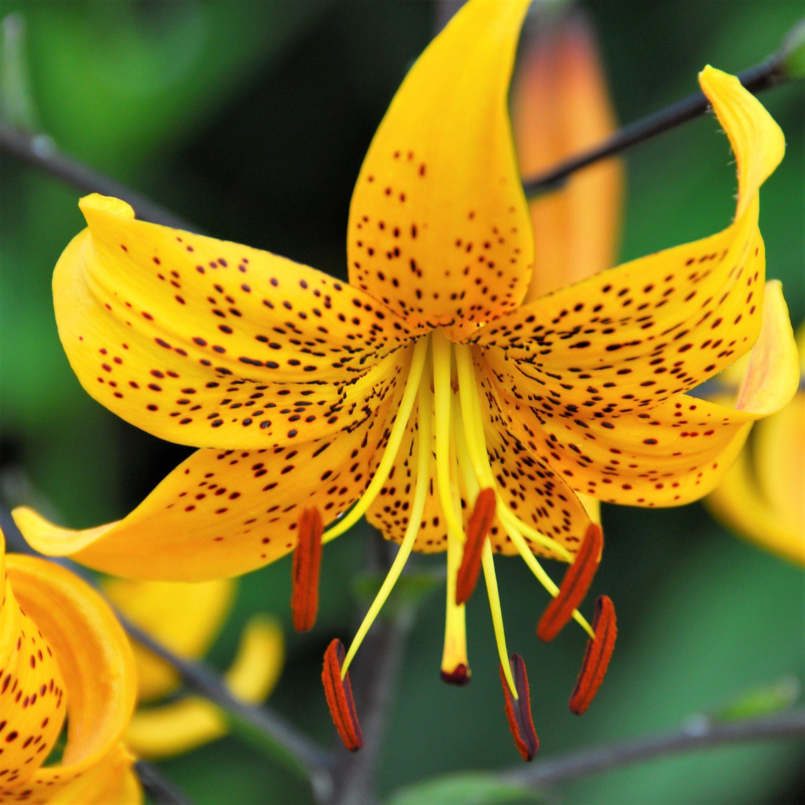 Lilium Wild About Tiger Lily Mix 6 Flower Bulbs – Summer Colorful Blooms
