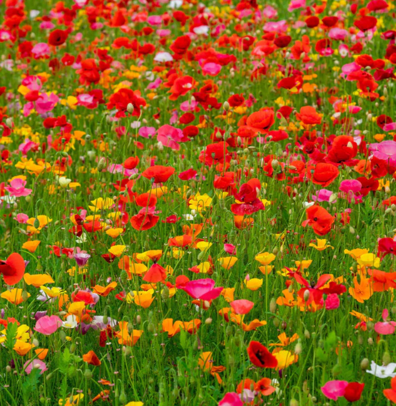 Landscaper’s Pack WINTER SOW SPRING SYMPHONY MIX with Poppies Mix 5000+ Seeds!