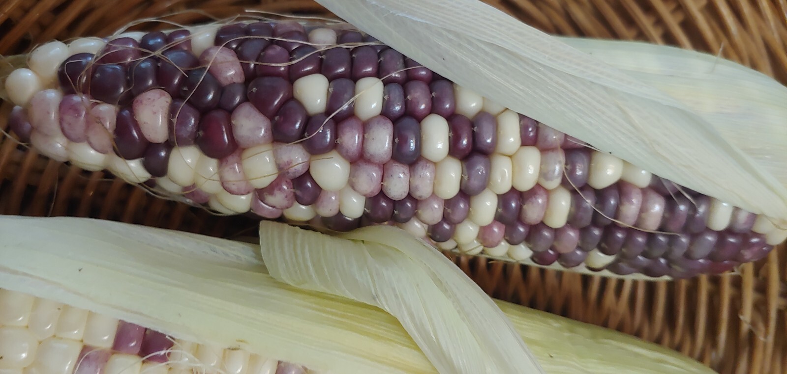 22 Purple & White Sticky Waxy Corn Glutinous Organic Corn Seeds NON GMO