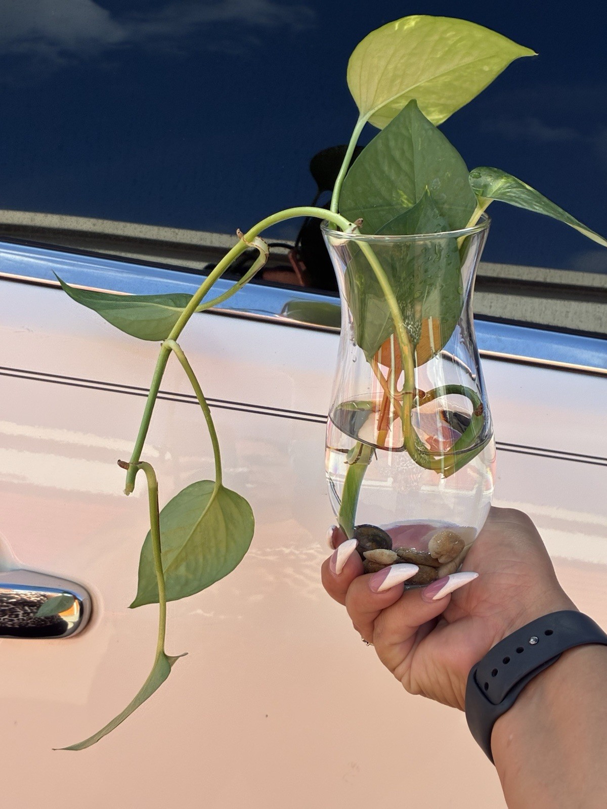 Pothos Broadleaf Cutting in Glass Vase with Water and Pebbles, Indoor Houseplant