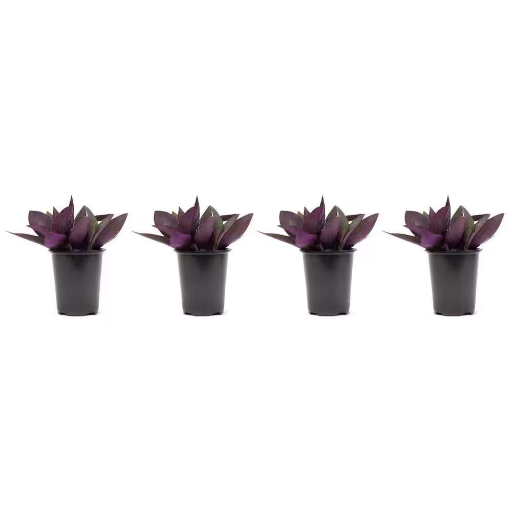 1.38 Pt. Purple Heart Queen Setcreasea Plant in 4.5 In. Grower’S Pot (4-Plants)