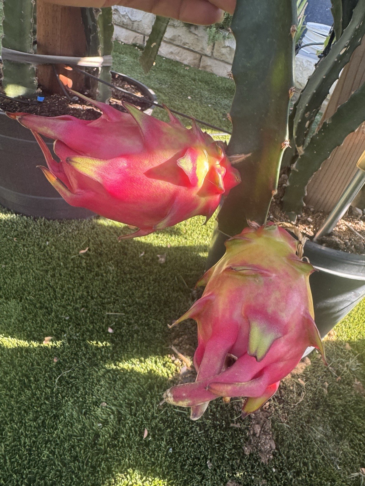 Rainbow Dragon Fruit Cuttings 8-12 Inches Check Description ￼