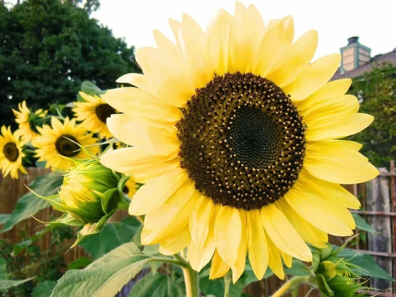 50 Lemon Queen Sunflower Seeds. USA Seeds. Organic. Ships free