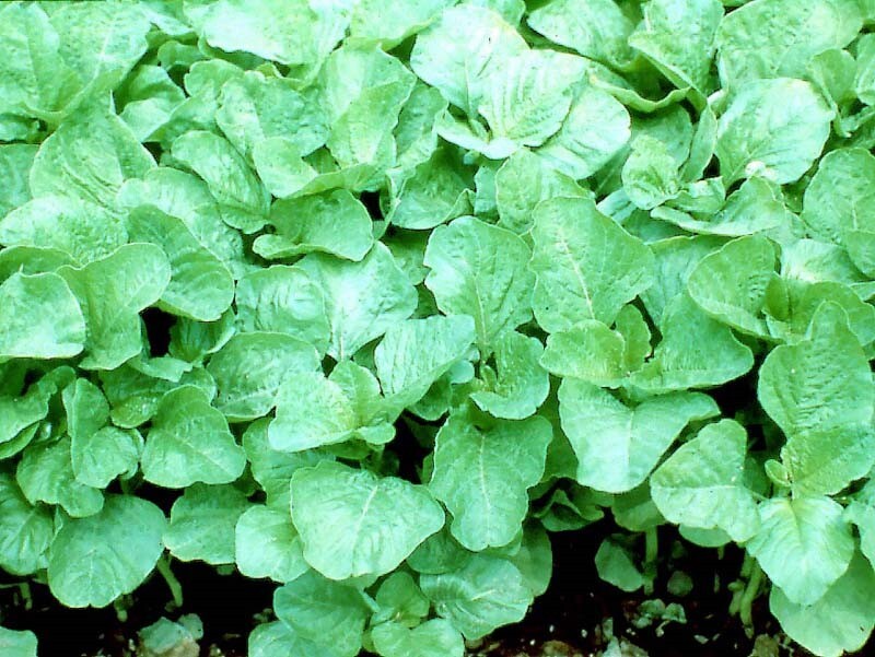 Green Amaranth Seeds,Spinach Seeds, (White Leaf) Rau Dền Xanh NON-GMO | Heirloom