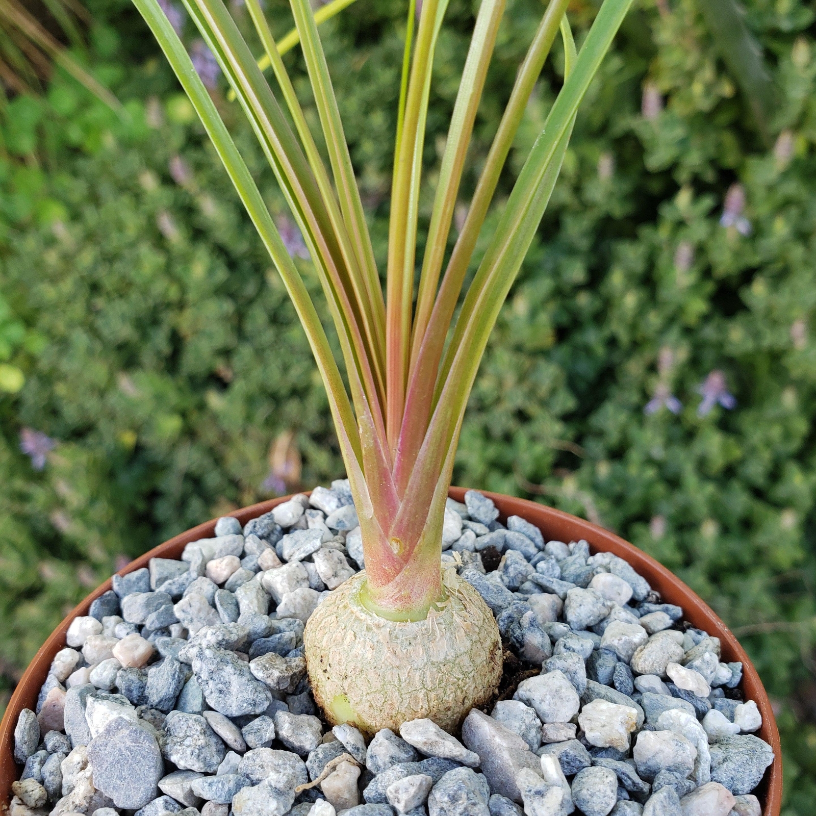 Ponytail palm ‘Beaucarnea recurvata’ cactus Cacti Succulent real live plant