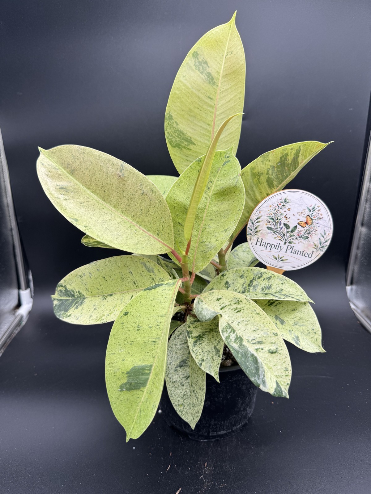 Ficus Shivereana Moonshine – Exact Plant – 16″ tall – 6″ Pot – Free Shipping