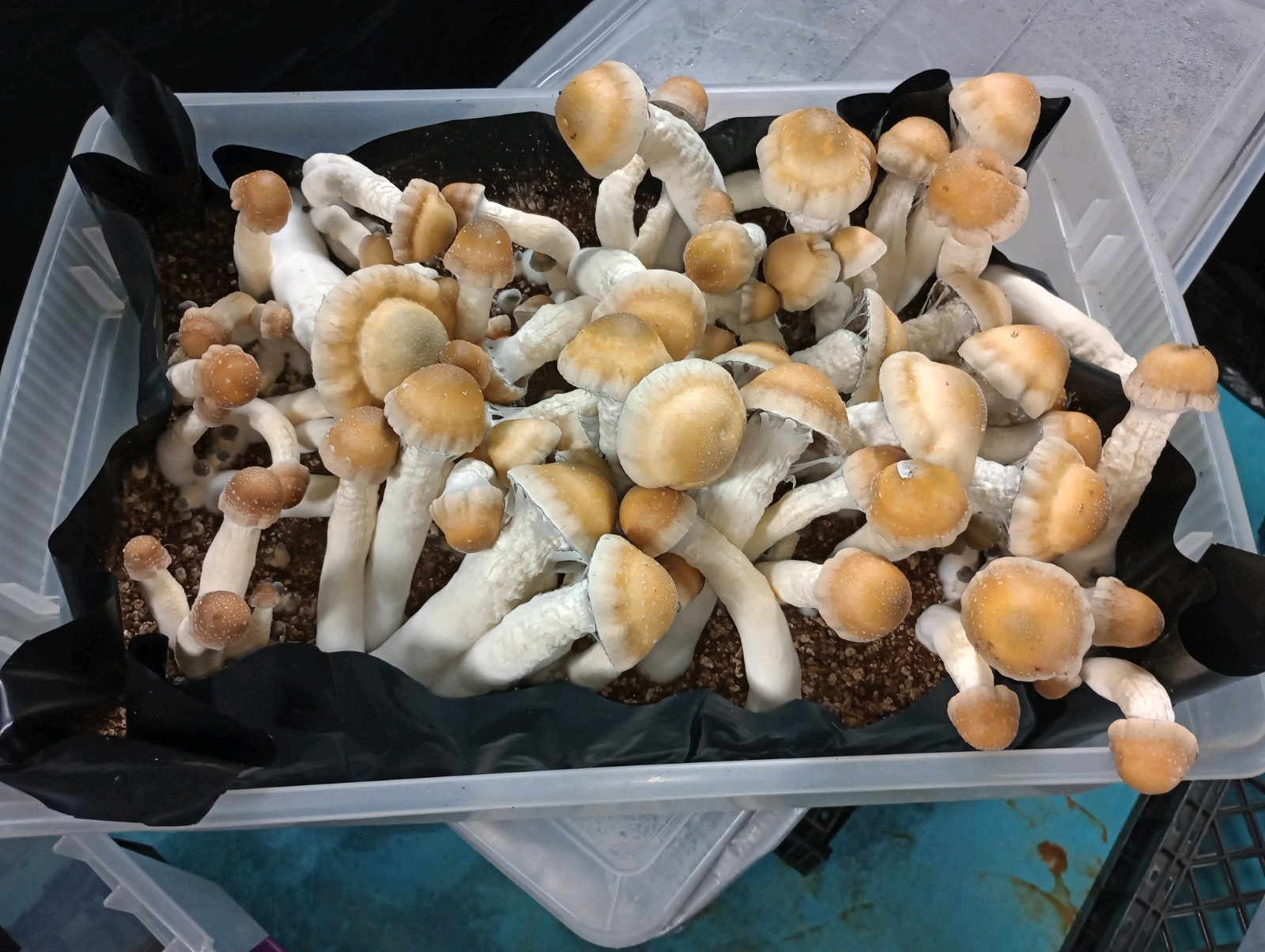 21 lbs.4-5.4lbs bags Horse manure compost Bulk Mushroom Substrate.