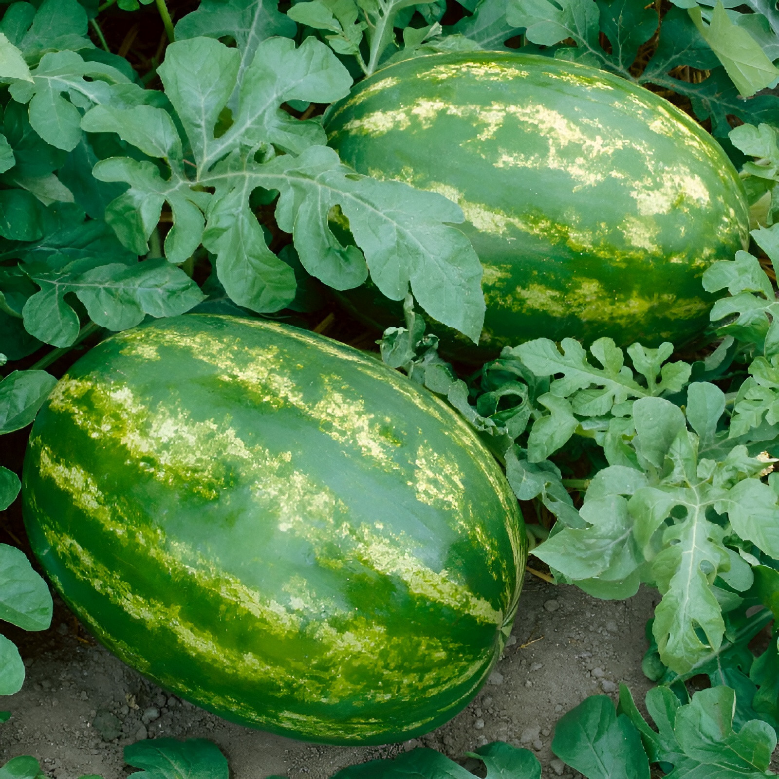 45 Organic Heirloom Crimson Sweet Watermelon Seeds Giant Super Sweet Melon 25LB