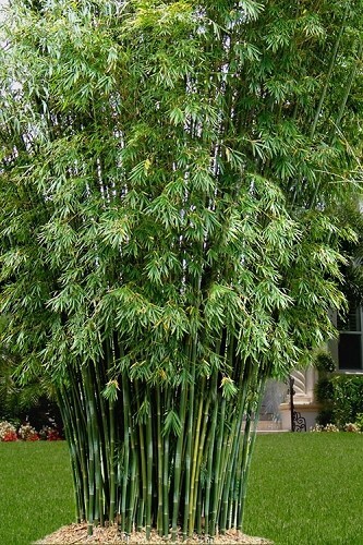 Seabreeze Bamboo/Bambusa Plant- 1 Gallon Size