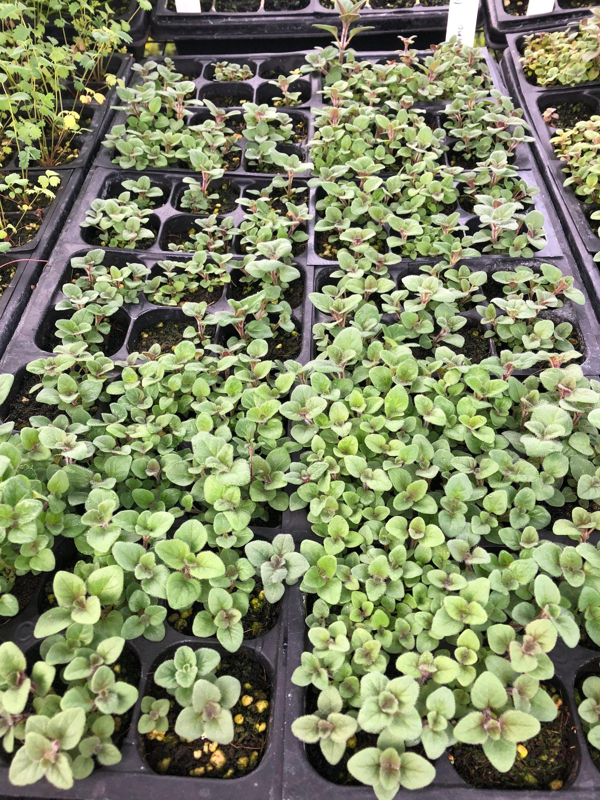 Oregano Live Plant – Seedlings/Plugs and Plants – 3″- 12″ tall – 30-60+ days old