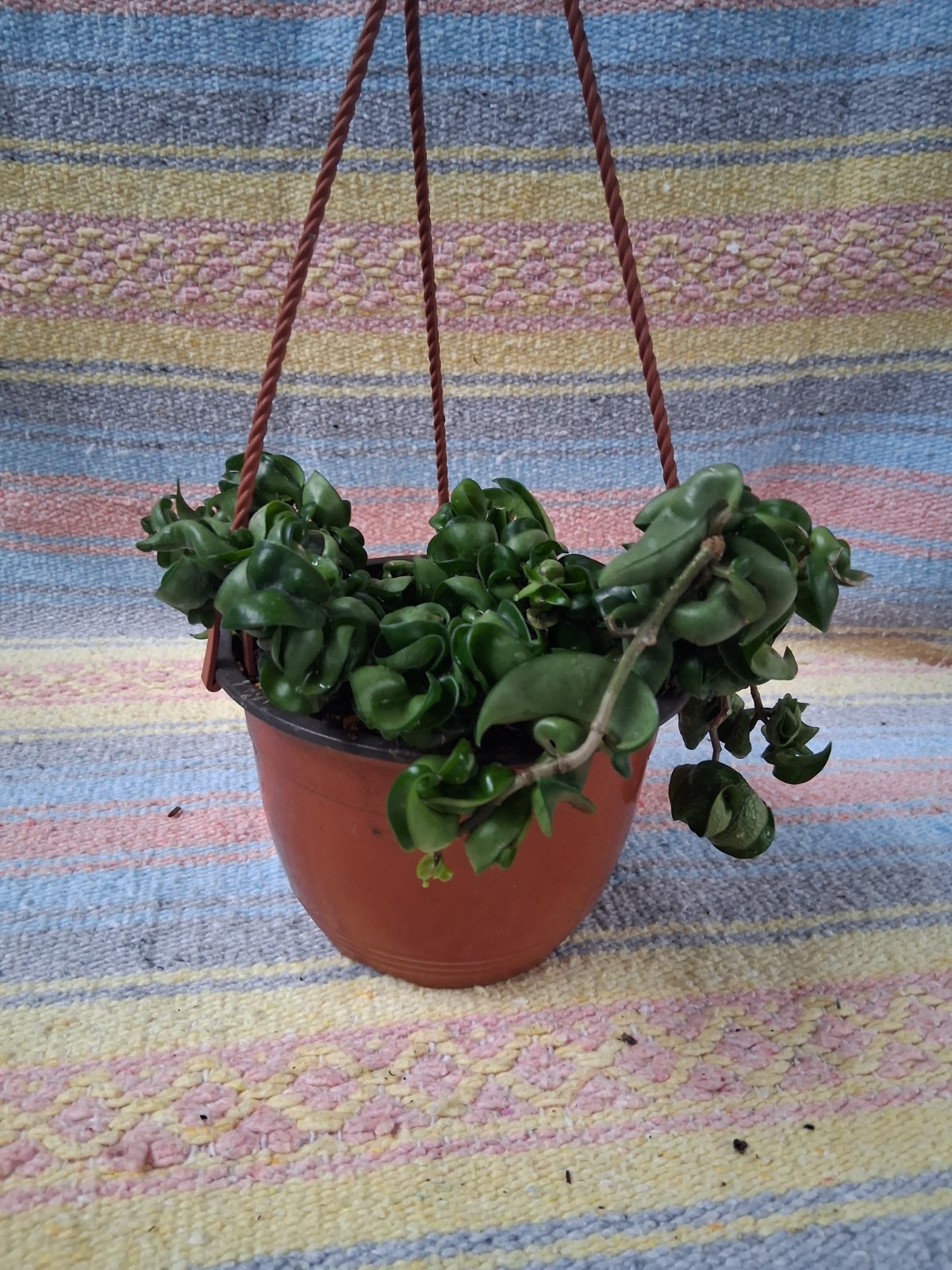 Hoya Hindu Rope Vine 6 Inch Hanging Basket Live Plant