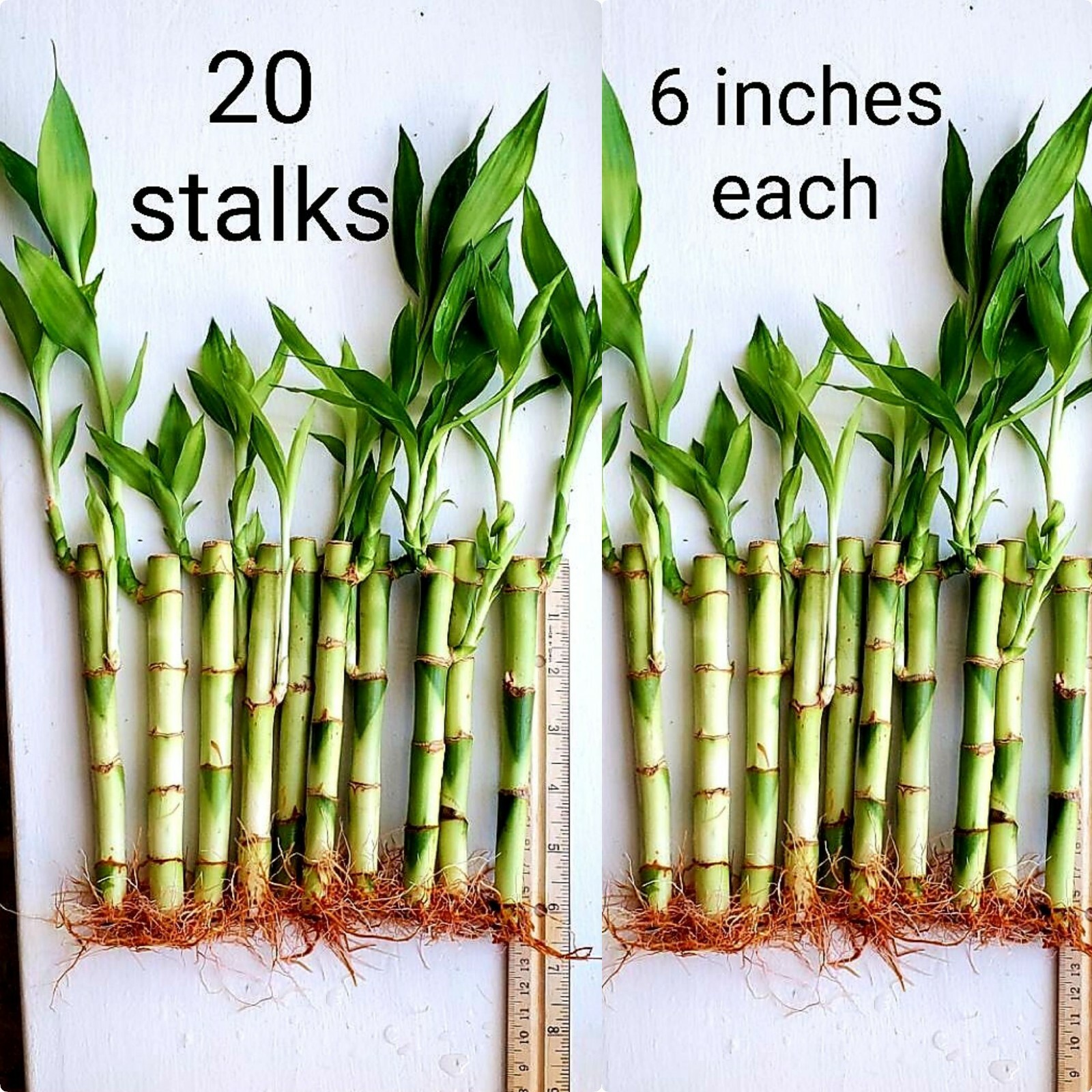 Lucky Bamboo Plants 20 Stalks w/ Roots, 6 inches, Gift, Feng Shui, Free Shipping