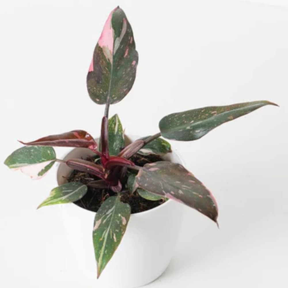 White Princess Philodendron Live Plant 5-8 Inch Tall, Rare Variegated Home