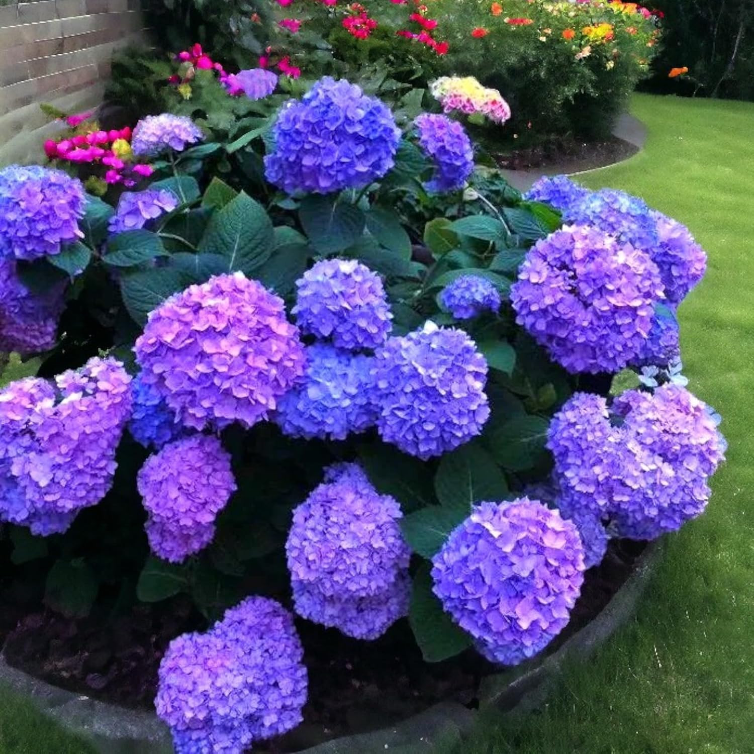 35 Mixed Color Hydrangea Seeds – Blue, Pink & Purple Blooming Flower Seeds for H