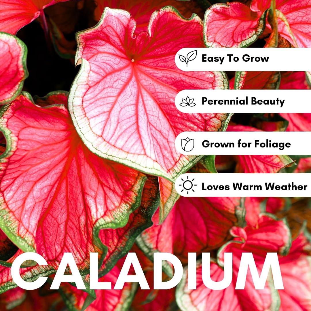 Florida Cardinal Caladium Bulbs for Planting – Perennial 10 Bulbs, red green