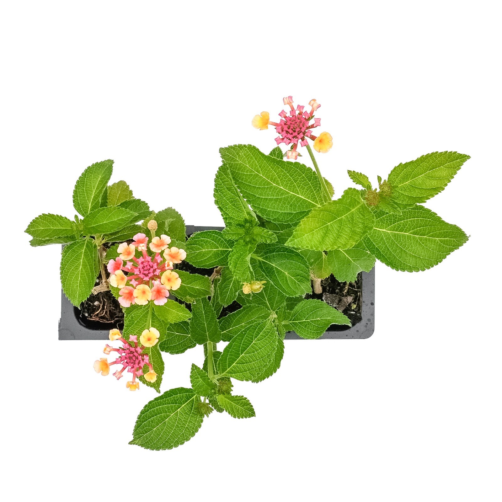 Confetti Lantana in 2.5” Nursery Cubes (Lantana camara ‘Confetti’) | Live Plants