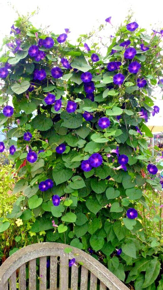 20 PURPLE MORNING GLORY FLOWER VINE SEEDS (Ipomoea purpurea) Hardy Climber Plant
