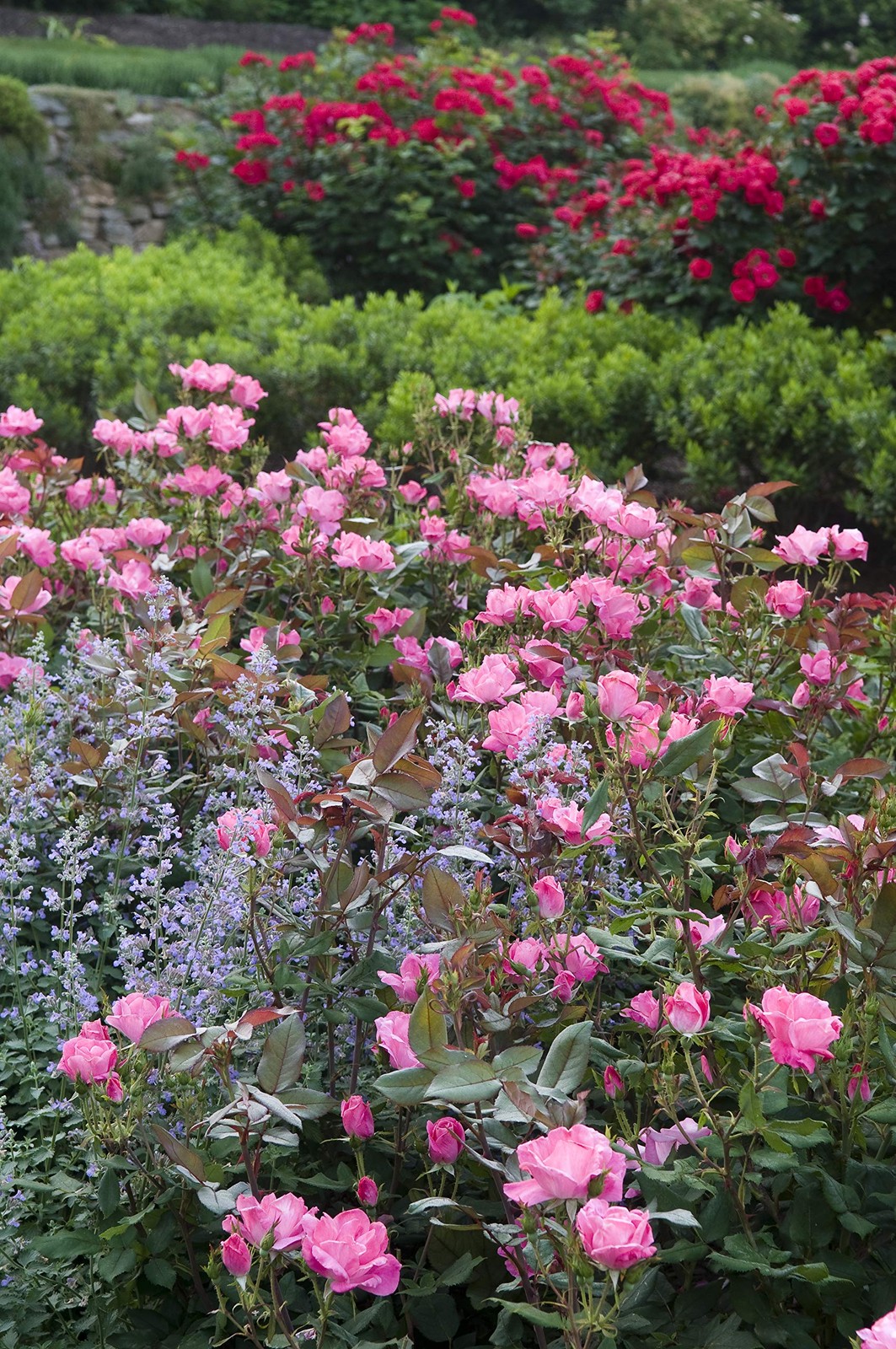 Green Promise Farms Rosa Knock Out Reblooming Rose 3 Size Container Pink Flower