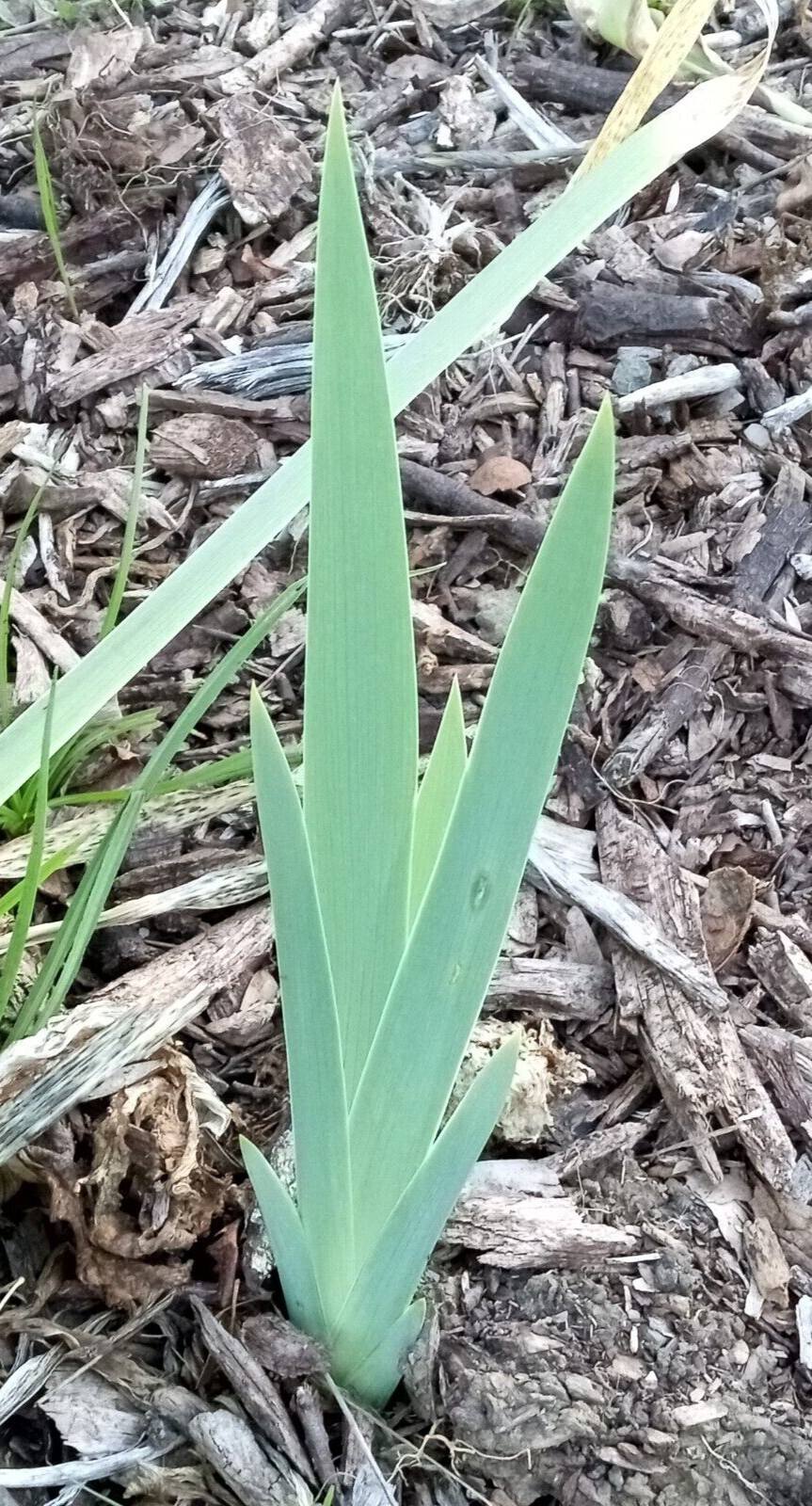 3 BEARDED IRIS RHIZOME Rooted Bulbs Freshly Harvested Perennial – Variety Mix