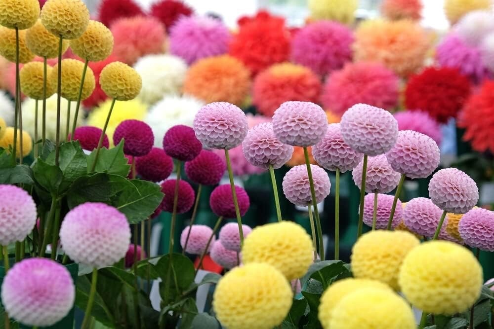 Dahlia Pom Pom Seeds for Planting – 100+ Seeds – Mixed Color Pom Pom Dahlia Seed