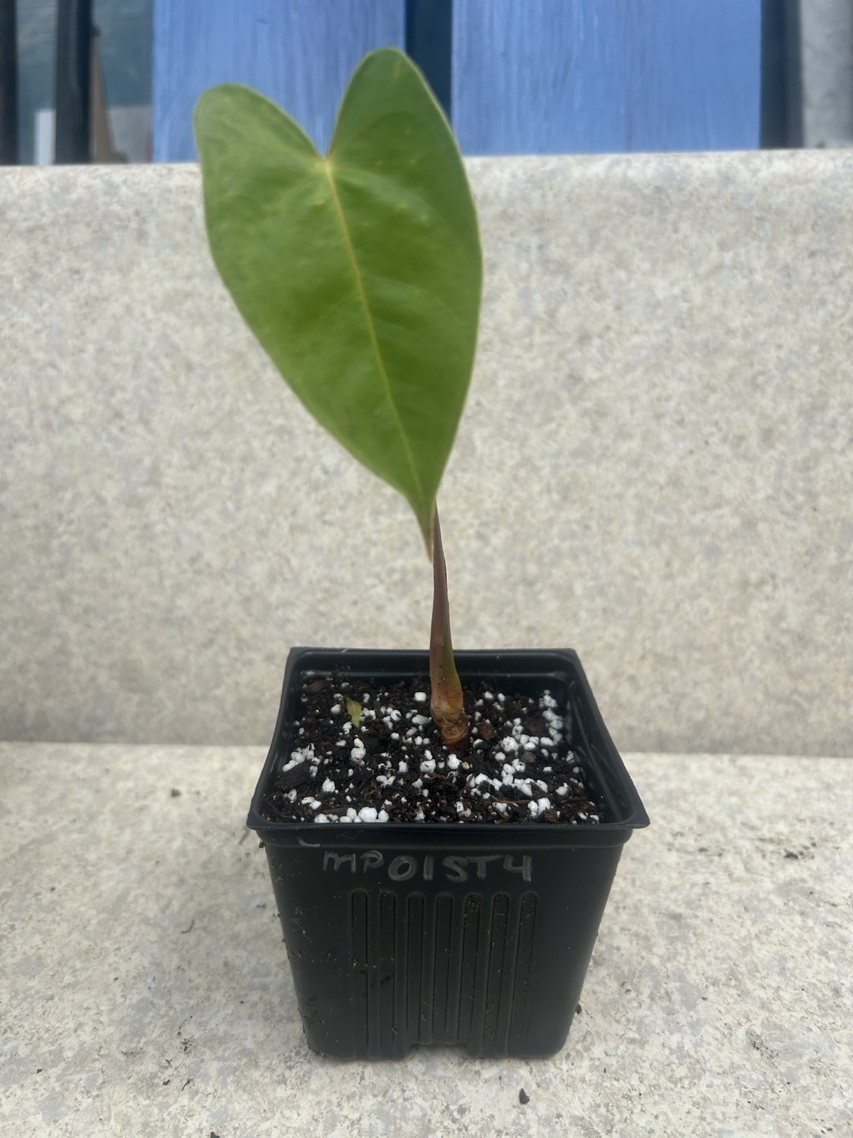 Anthurium Bright Red Tropical Potted Seedling Green Broadleaf Indoor Medium Sun