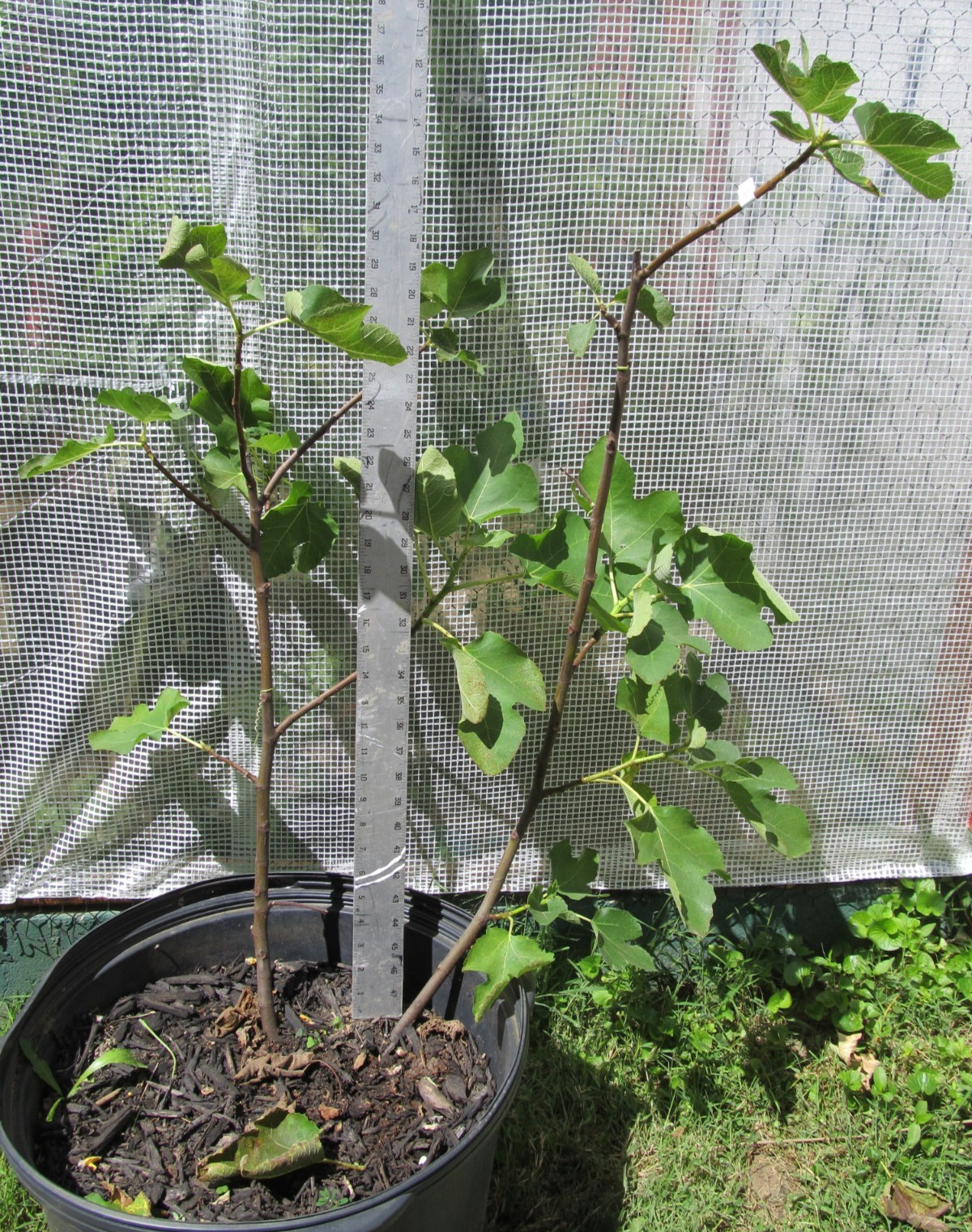 Genovese Nero fig tree 30″ tall, super rooted & ready to pot or put in ground #6