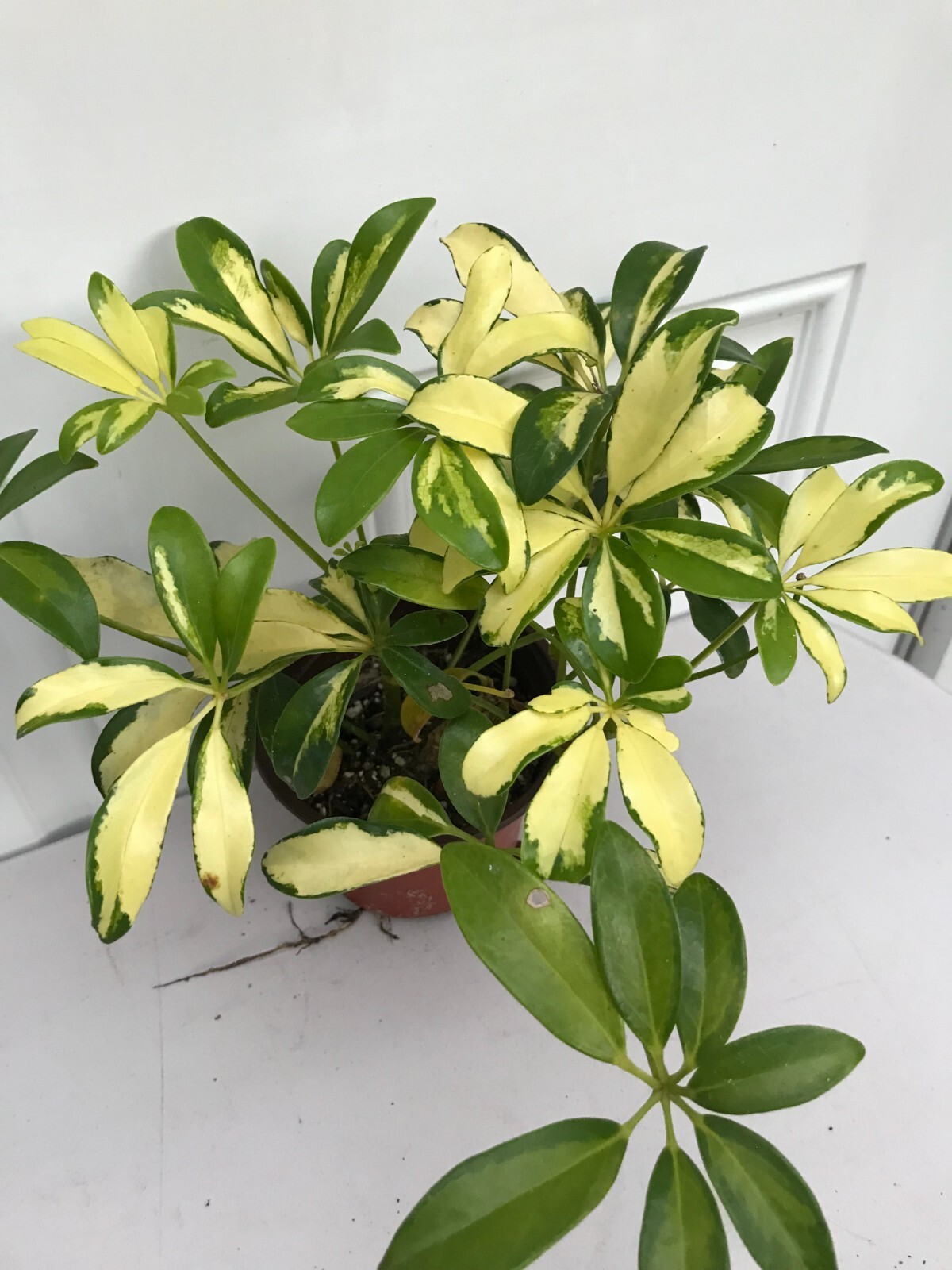 hawaiian umbrella plant