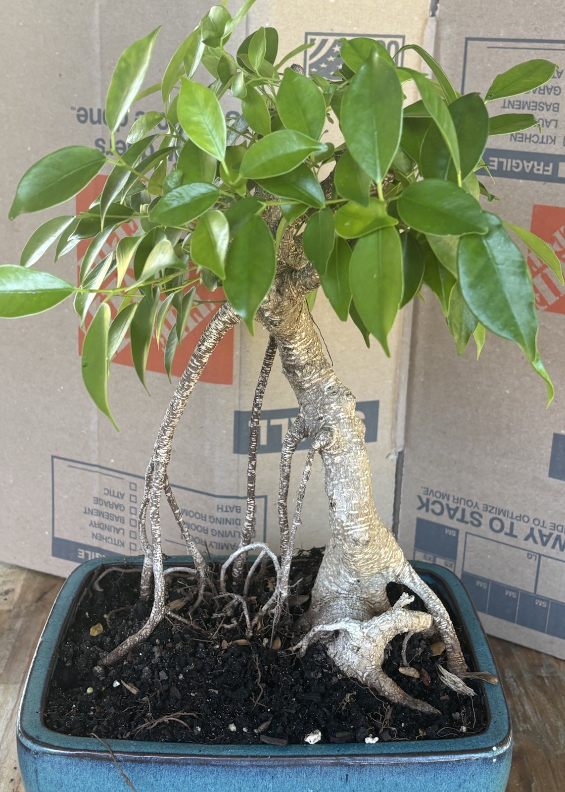 THICK AERIAL ROOTS TIGER BARK FICUS – Great structure, Aerial roots fast grower