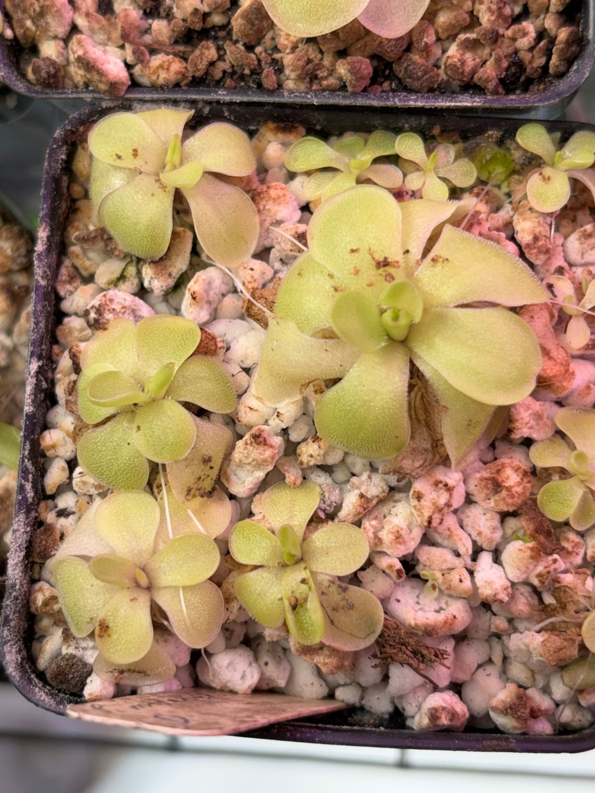 Pinguicula emarginata x moranensis ‘Huahuapan’ HC D, Carnivorous Butterwort