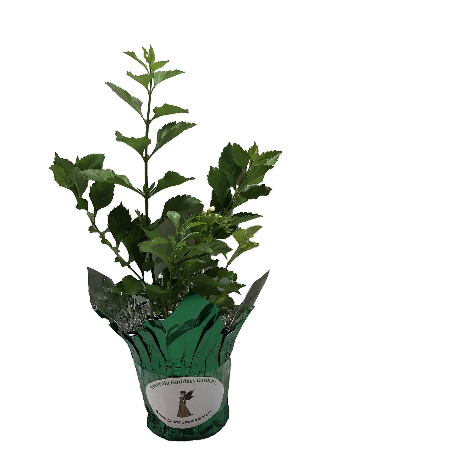 WHITE DURANTA Live Semi-Tropical Plant Sky Flower Pigeon Berry Golden Dew Drop