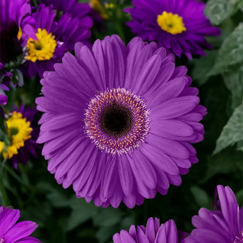 Gerbera Daisy Seeds 50+ Seeds Mum Flower, Flower Seeds, Annual, Flower Beds