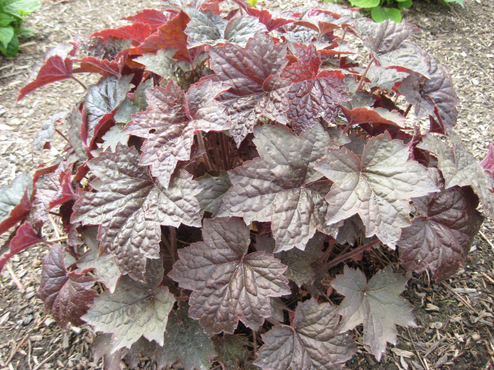 Heuchera ‘Palace Purple’ 15 Plants in 3-1/2 inch Pots