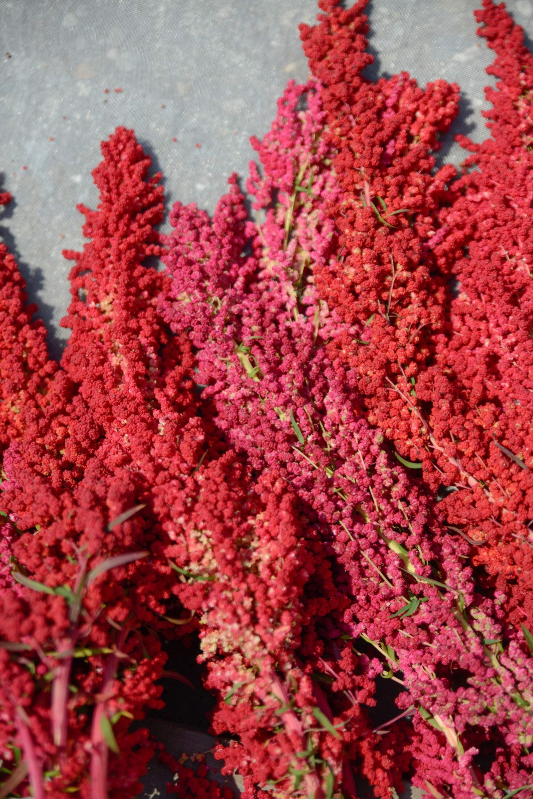 100 Organic RED HEAD QUINOA Grain Chenopodium Quinoa Pink & Red – White Seeds
