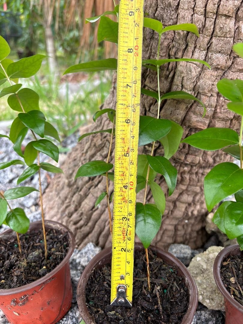 2 MO DOUBLE SURINAM CHERRY BLACK (EUGENIA UNIFLORA) LOLITA CULTIVAR (NOT GRAFT)