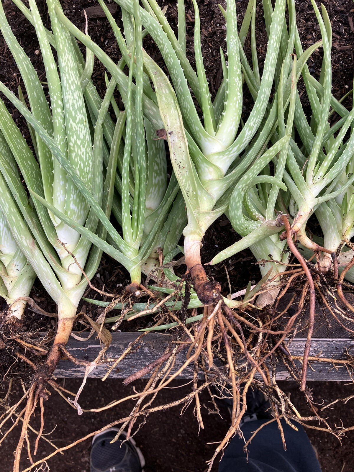 Bulk Lot Large Aloe Vera Not Edible 8”-13” Freshly Harvested Per Order