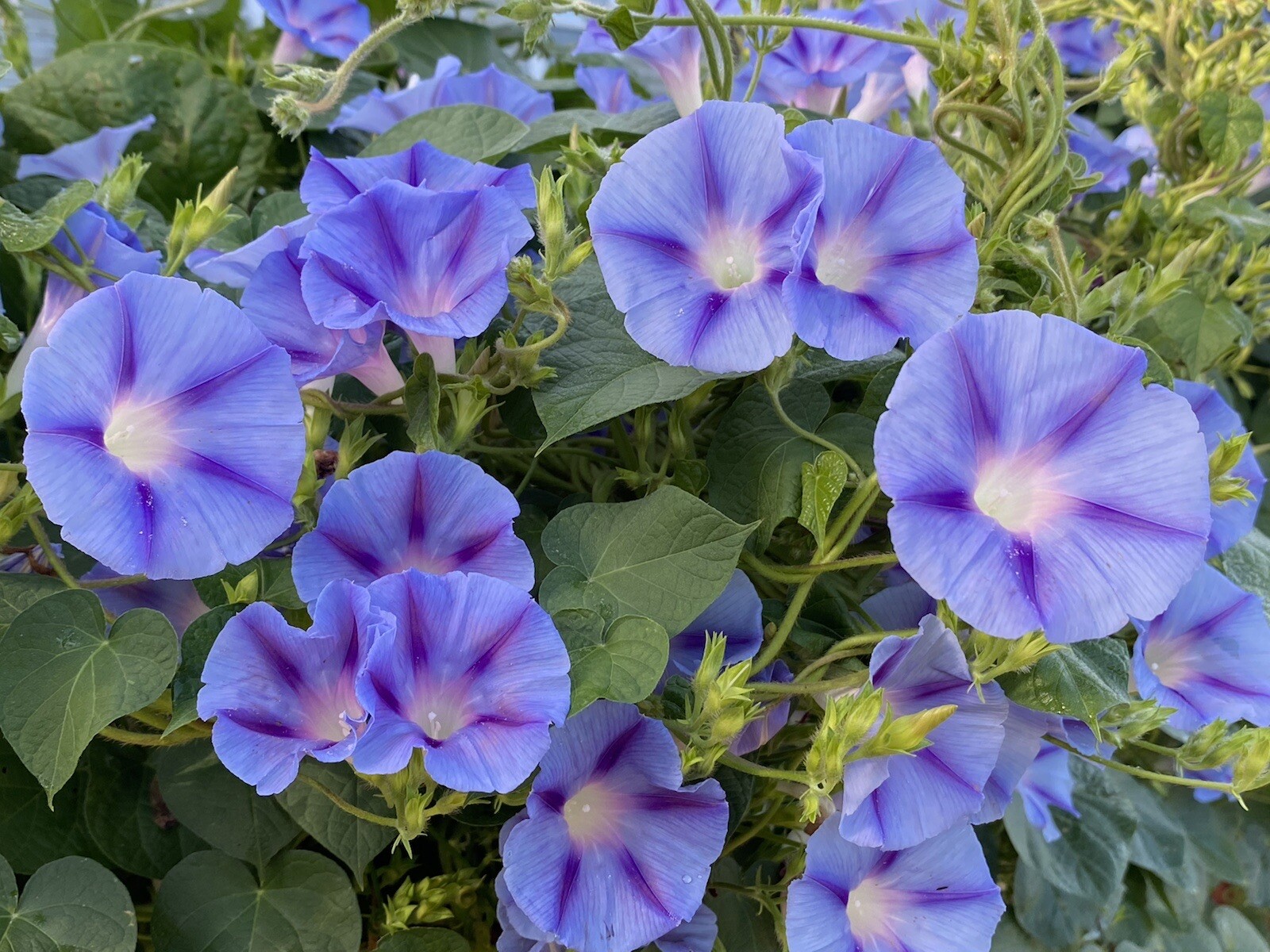Morning Glory 25 Seeds Purple Blue Flowers Climbers Climbing Vine Hummingbirds