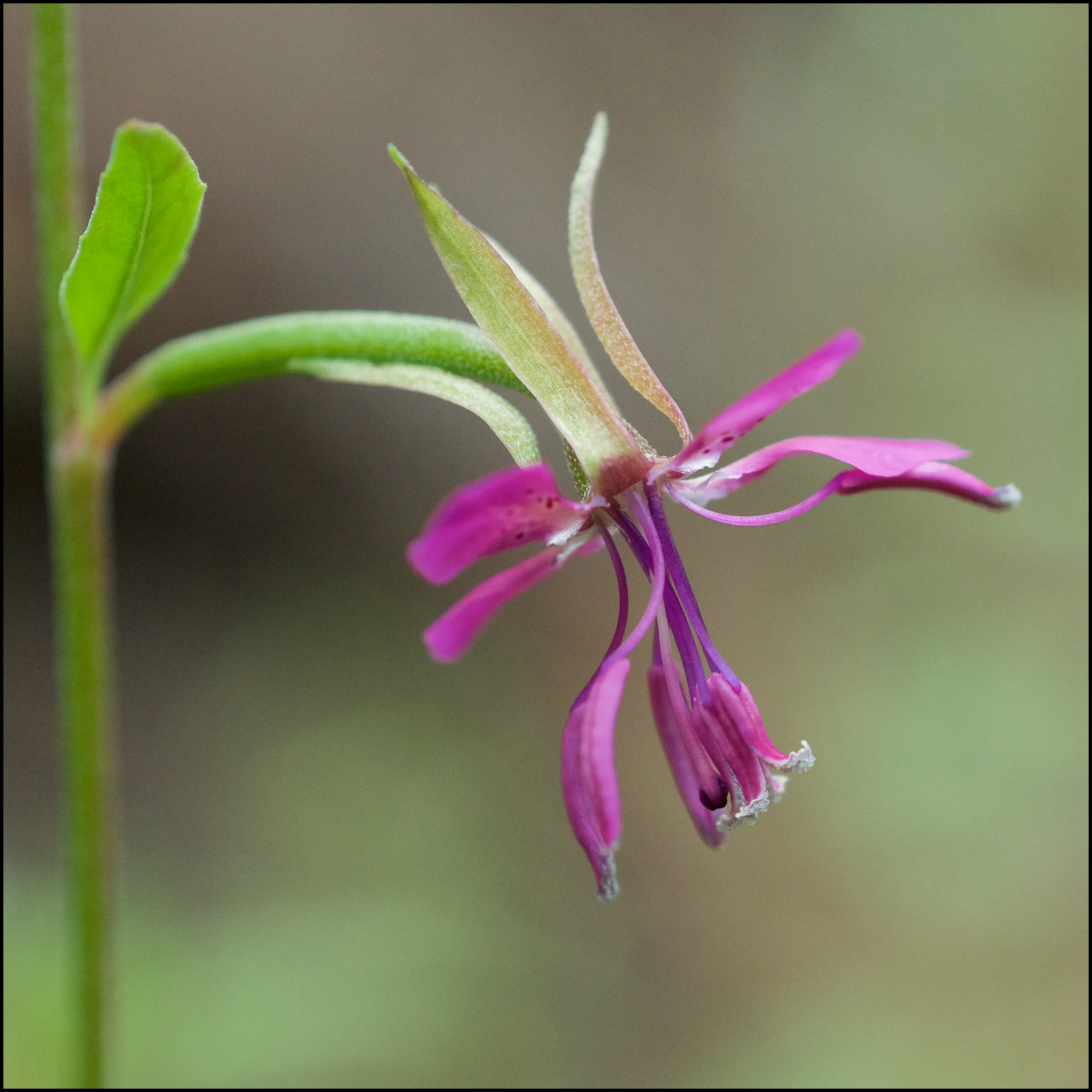 20 DEERHORN CLARKIA Seeds (Clarkia rhomboidea) | NON-GMO | Free shipping