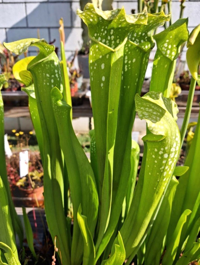 Live Carnivorous Plants – Sarracenia Green Monster (small size)