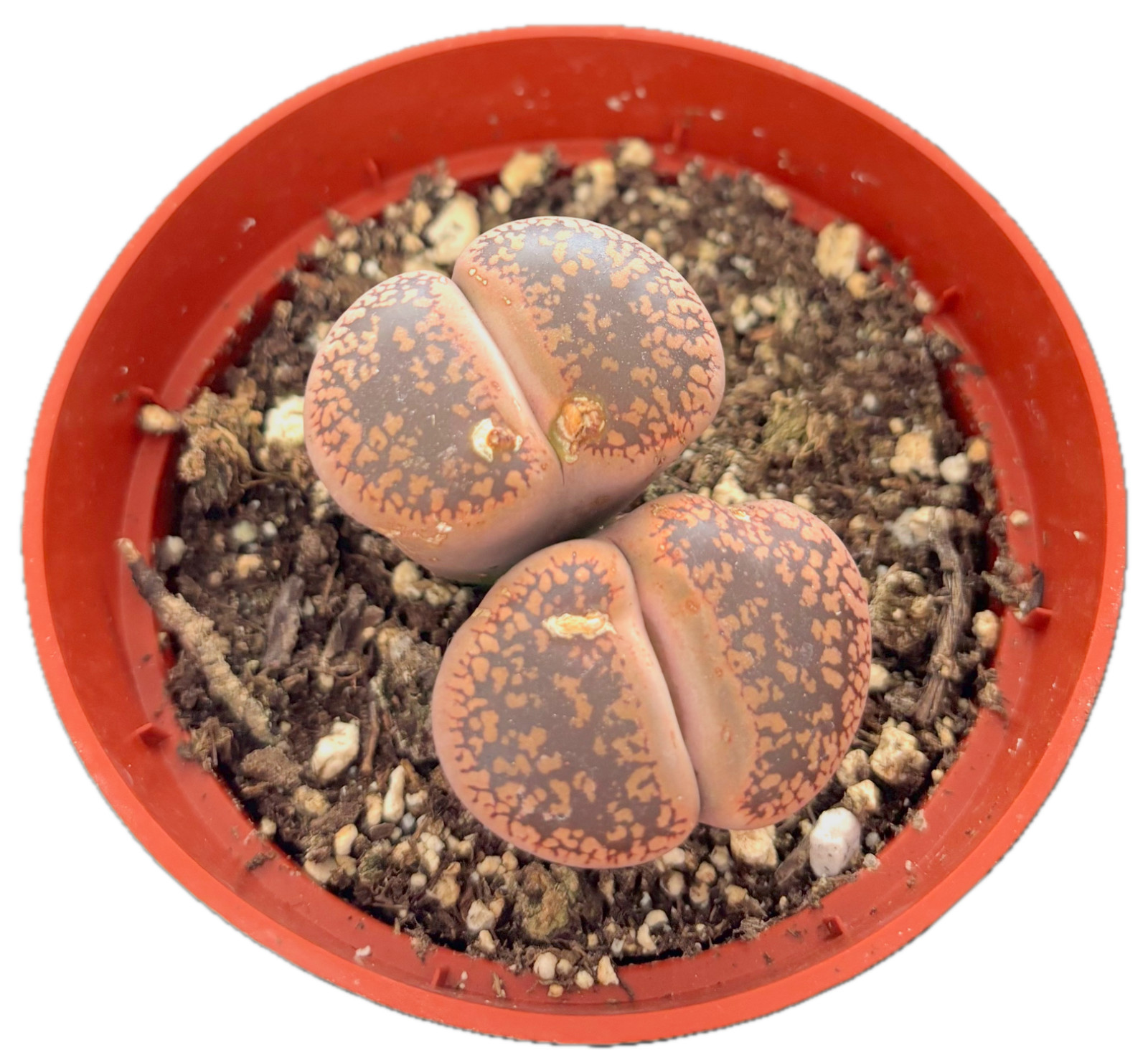 Was $20 Now $10 Lithops Live Succulent Plant, Large 4″ Pot, Rare Living Stone