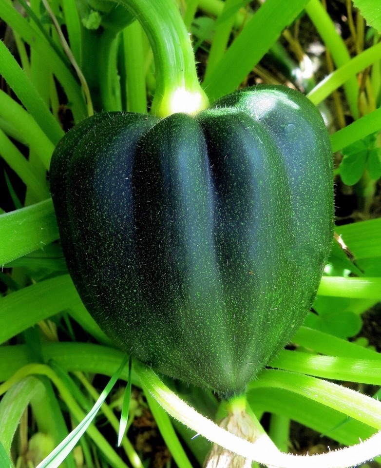 25 Acorn Squash Seeds Cucurbita Pepo Organic Non-GMO Never Sprayed or Treated