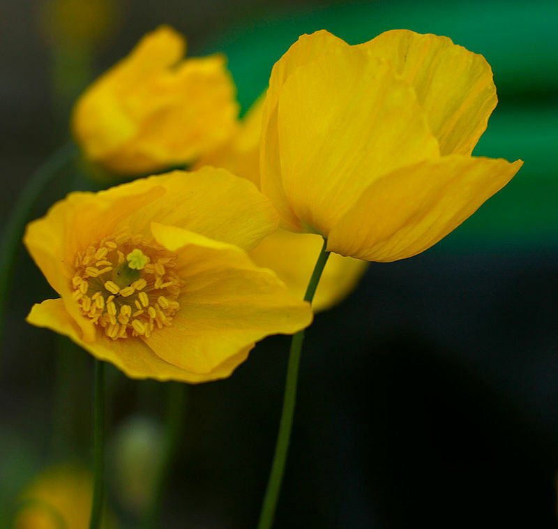 WELSH POPPY, 154+ SEEDS, ORANGE OR YELLOW FLOWERS BLOOMING IN SHADE, USA SELLER