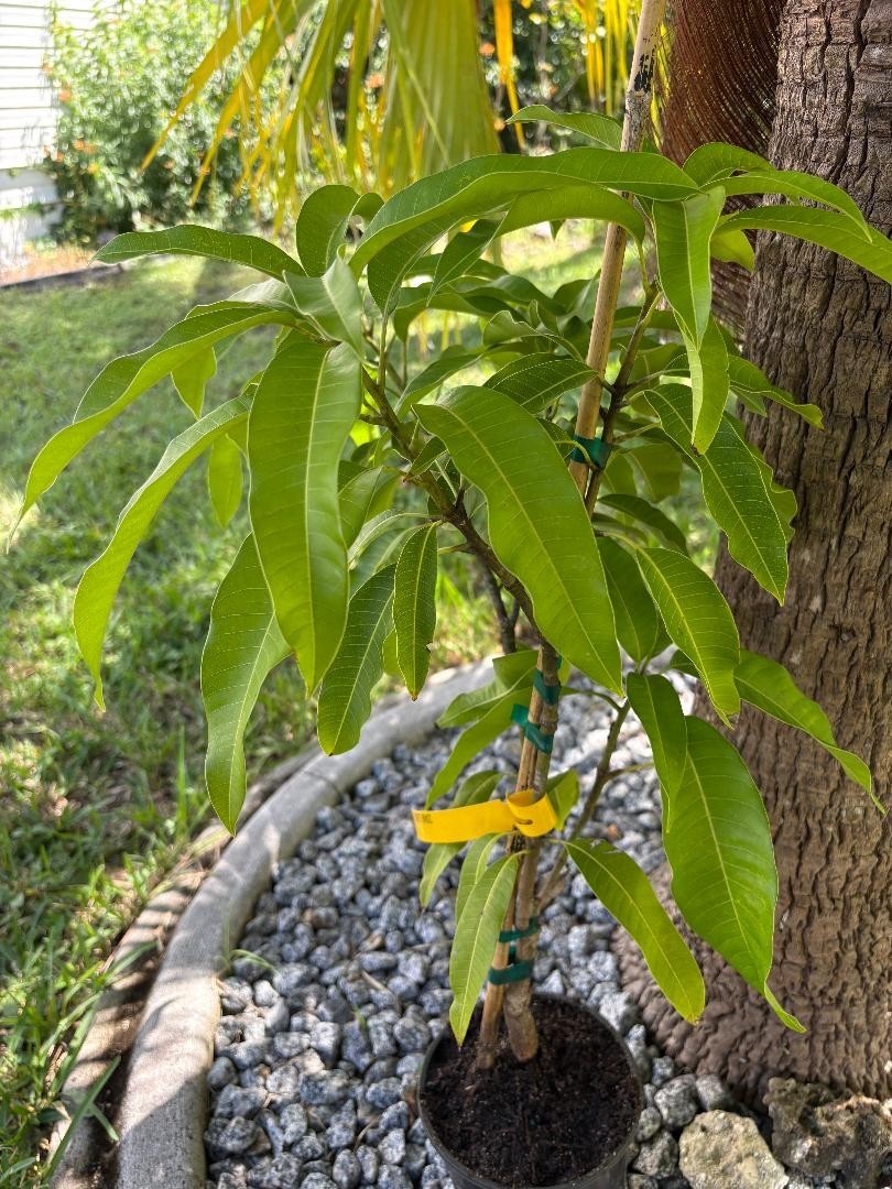 14 MO CARRIE MANGO TREE GRAFTED (MANGIFERA INDICA)