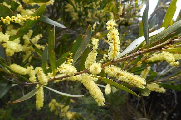 Sally Wattle Tree Seeds